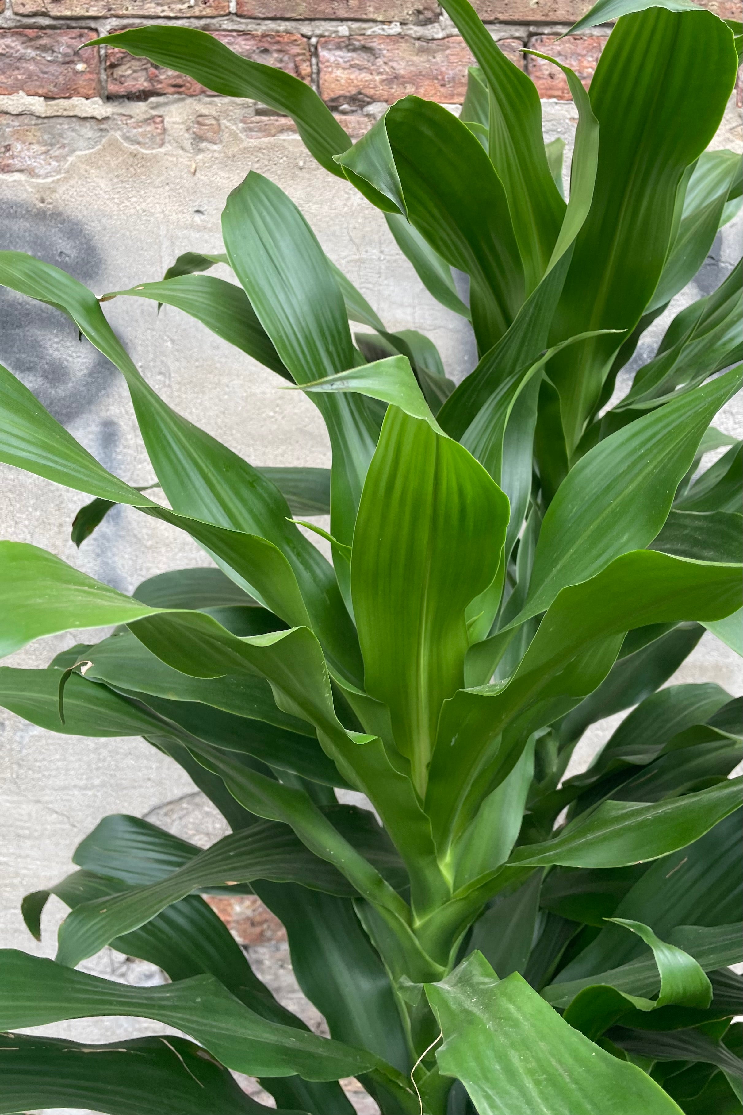 Detail picture of the green strappy leaves of the Dracaena 'Michiko' plant.