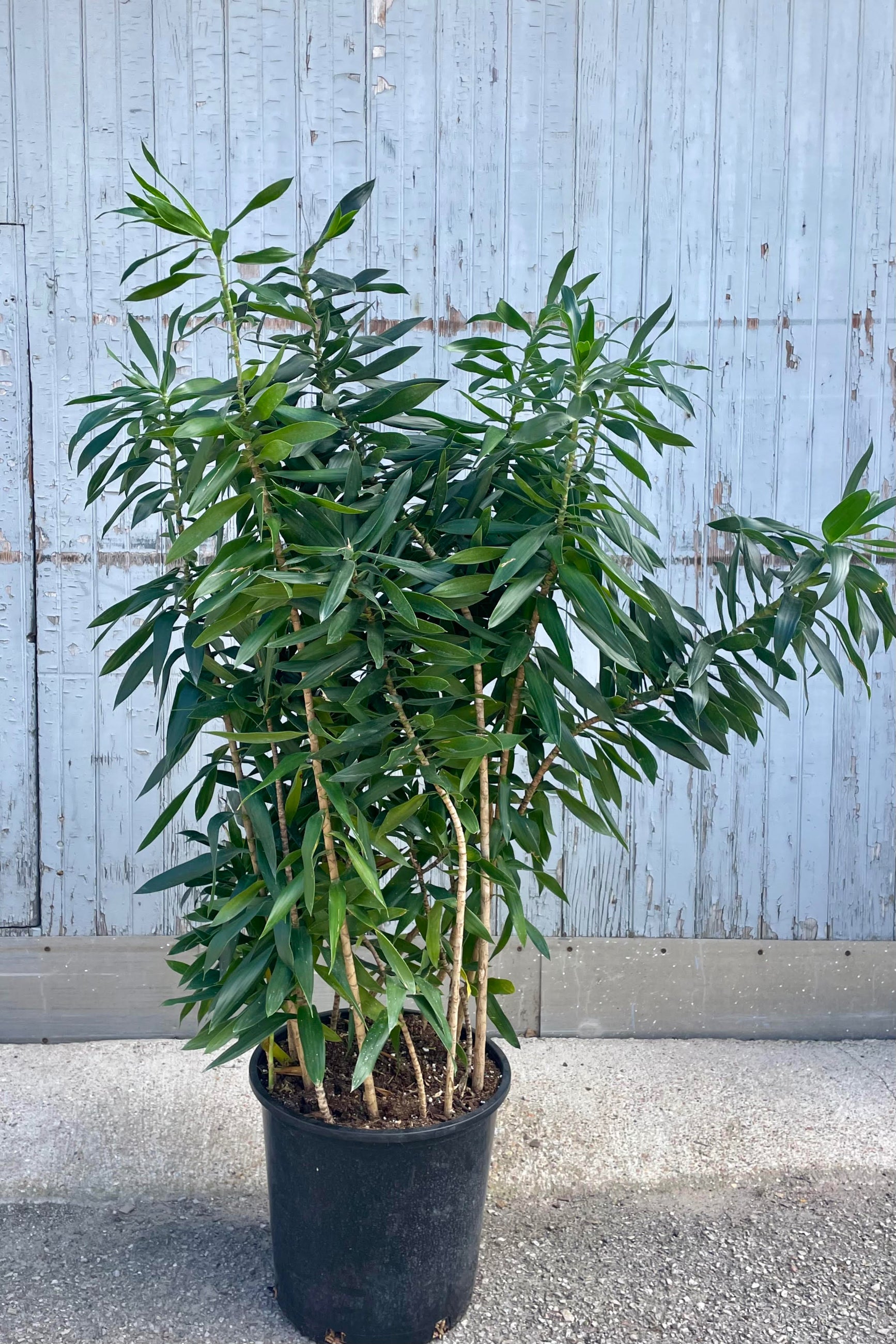 Photo of a Dracaena reflexa in a black pot against a gray wall. The plant has many long narrow dark green levaes. ©Sprout Home