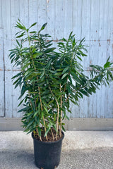 Photo of a Dracaena reflexa in a black pot against a gray wall. The plant has many long narrow dark green levaes.