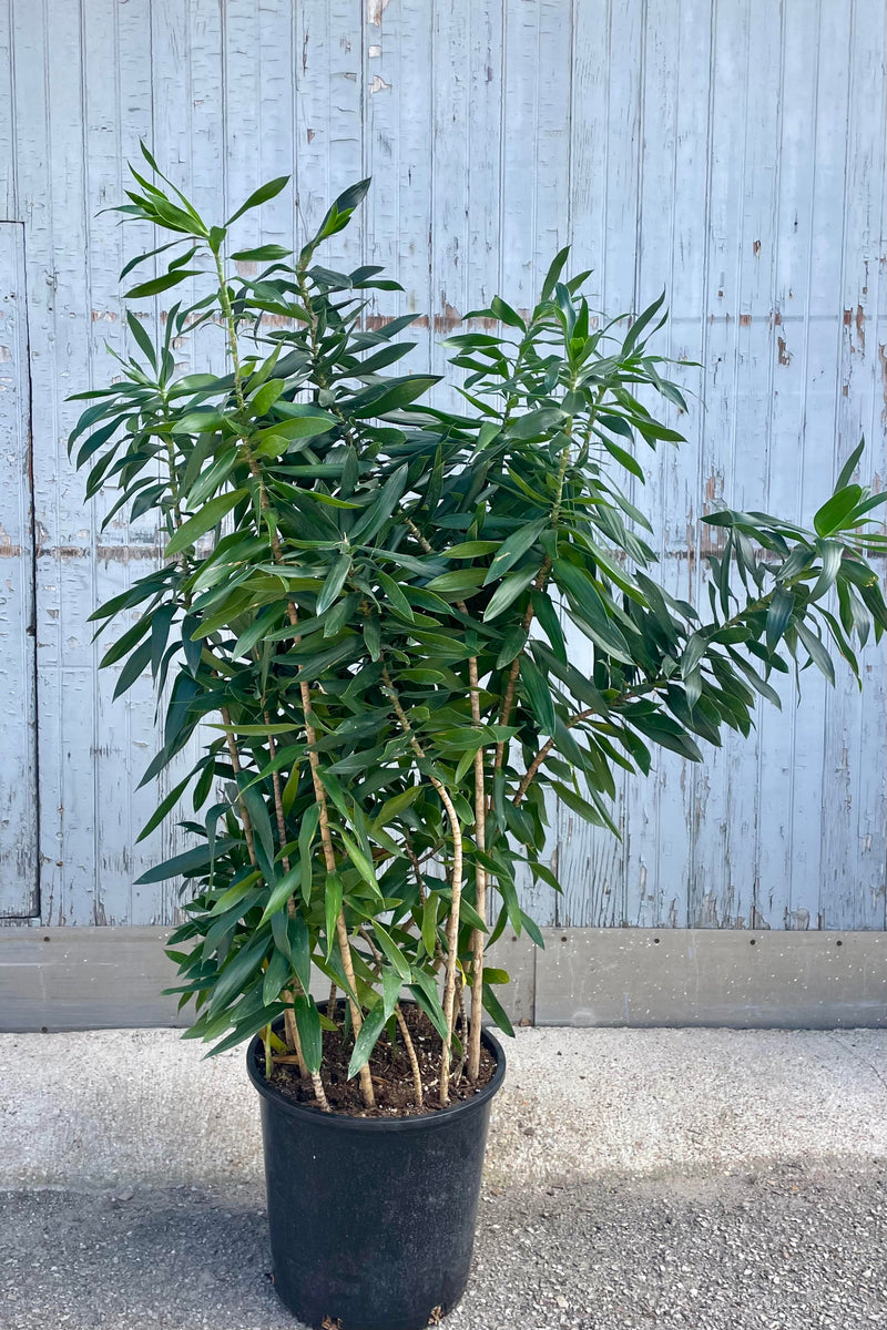 Photo of a Dracaena reflexa in a black pot against a gray wall. The plant has many long narrow dark green levaes.