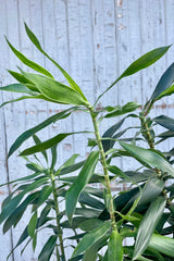 Close up of Dracaena Reflexa foliage. Leaves are narrow, pointed and dark green shown against a gray wall.