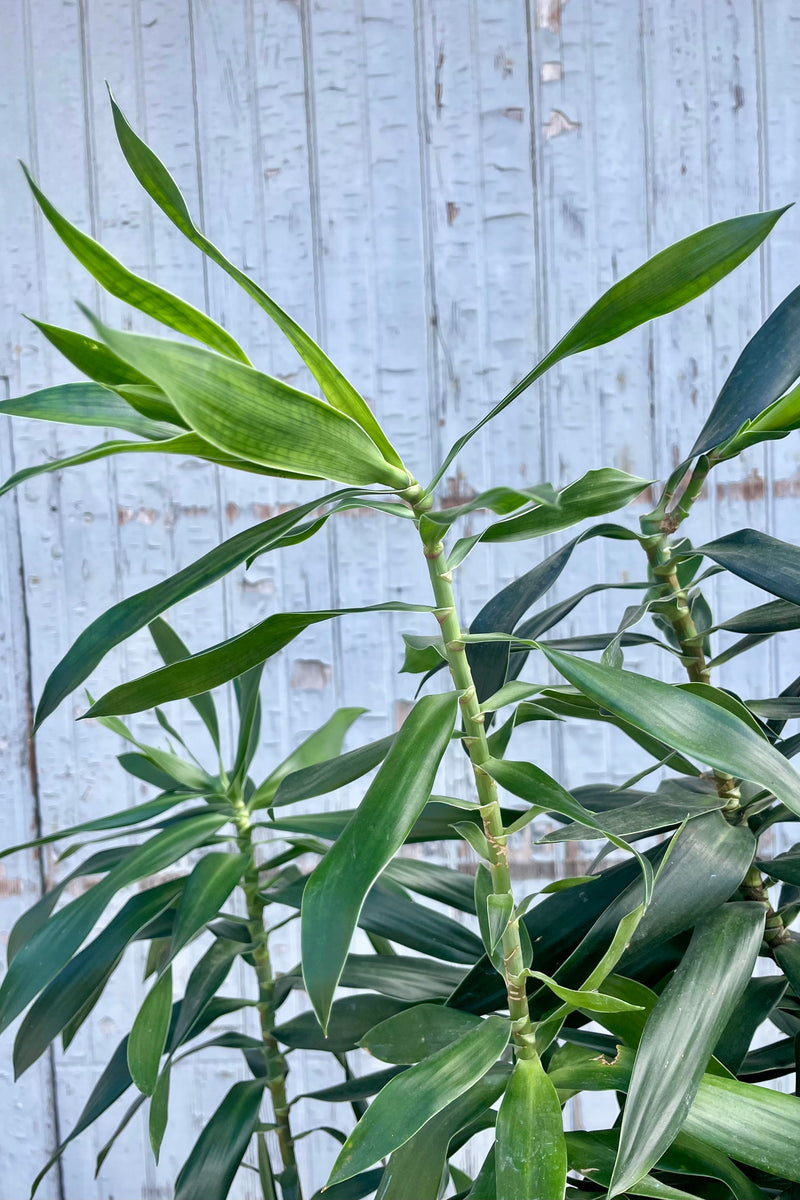 Close up of Dracaena Reflexa foliage. Leaves are narrow, pointed and dark green shown against a gray wall.