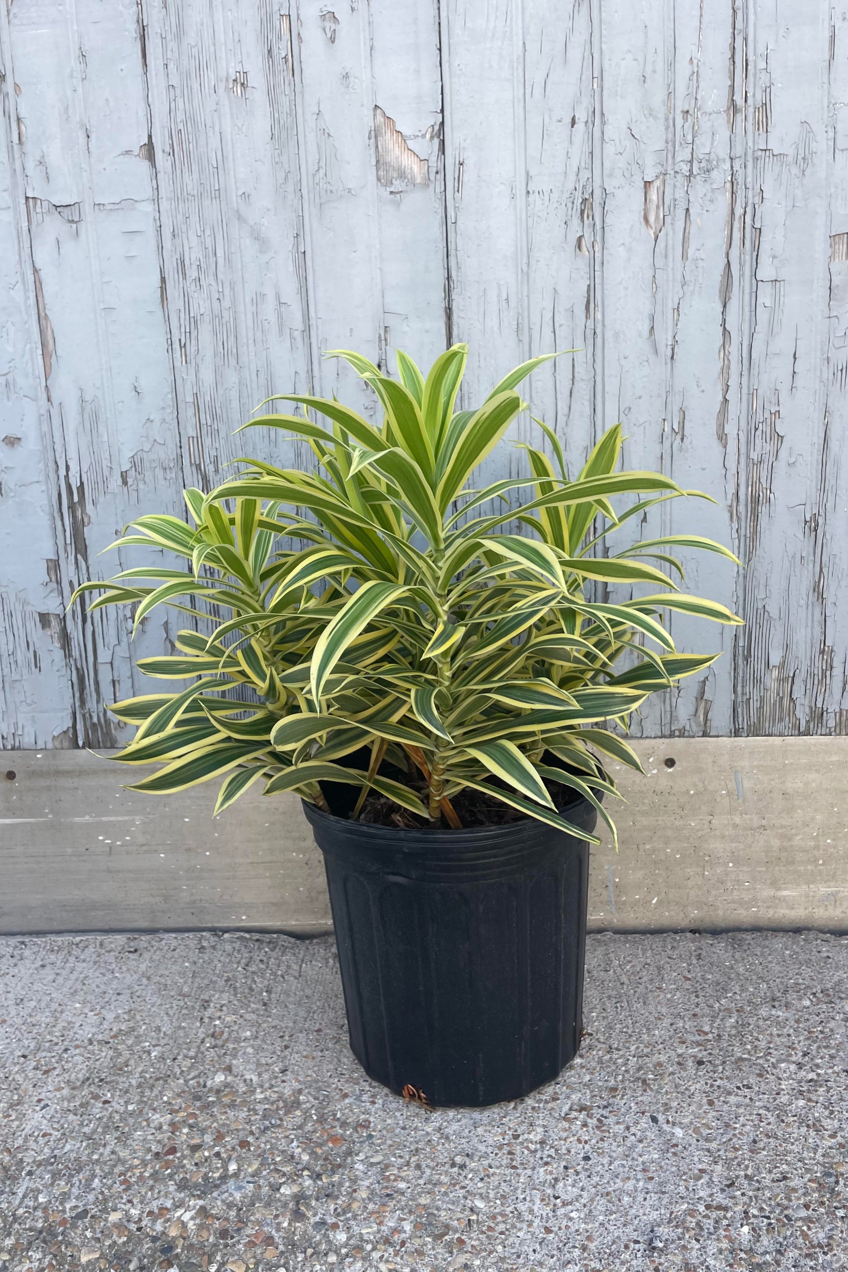 Photo of a plant with green and yellow striped leaves in a black pot against a gray wall. ©Sprout Home