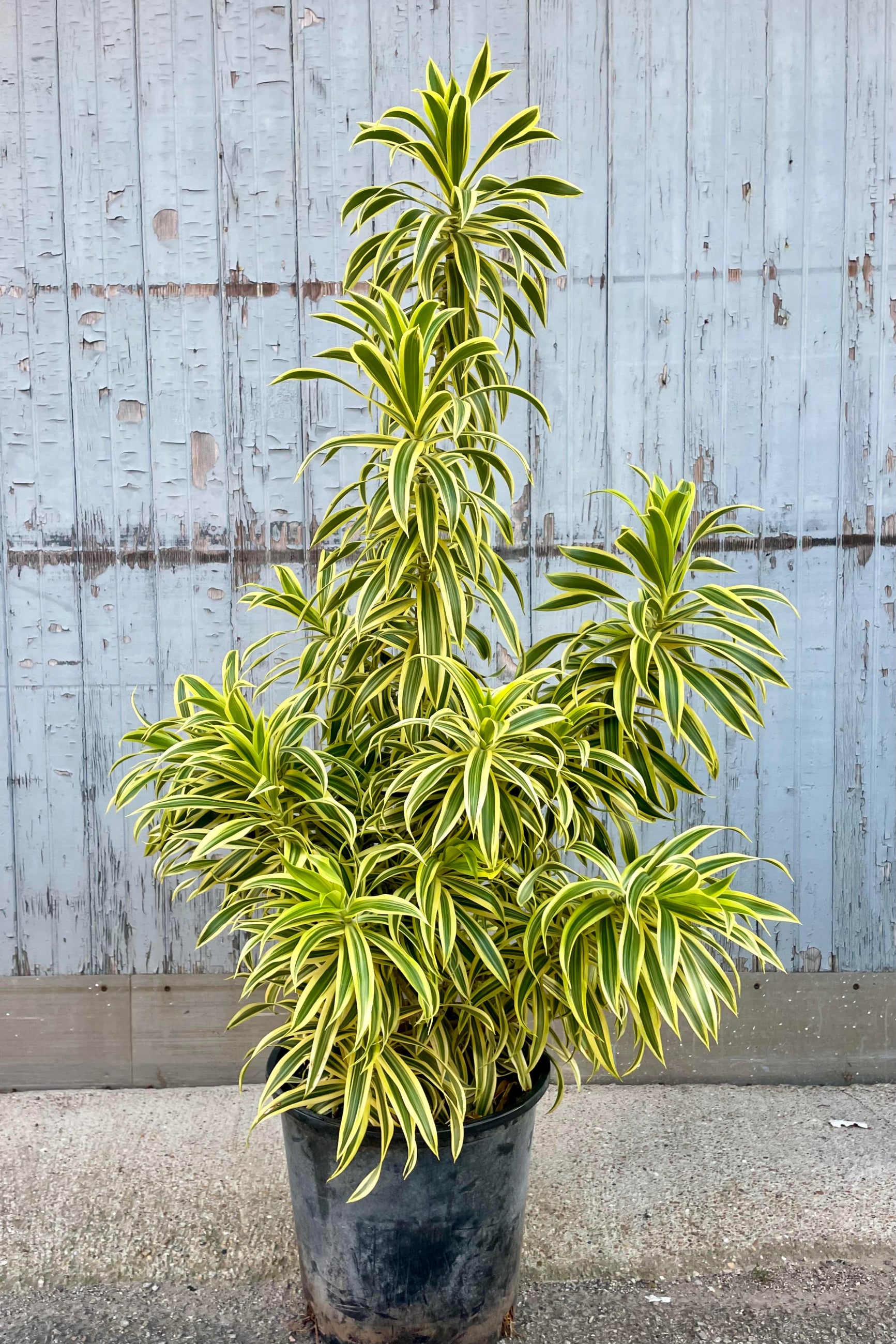 Photo of a plant with green and yellow striped leaves in a black pot against a gray wall. ©Sprout Home