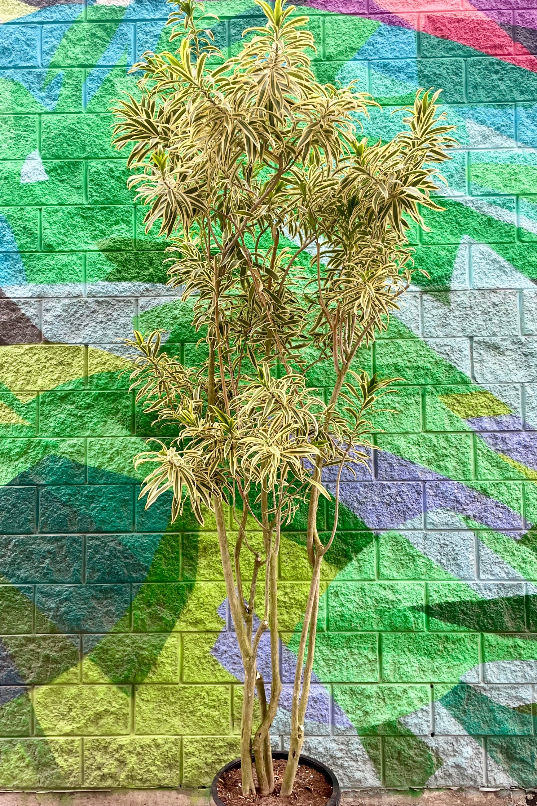 Photo of a yellow tree Dracanea Song of India in front of a colorful mural ©Sprout Home
