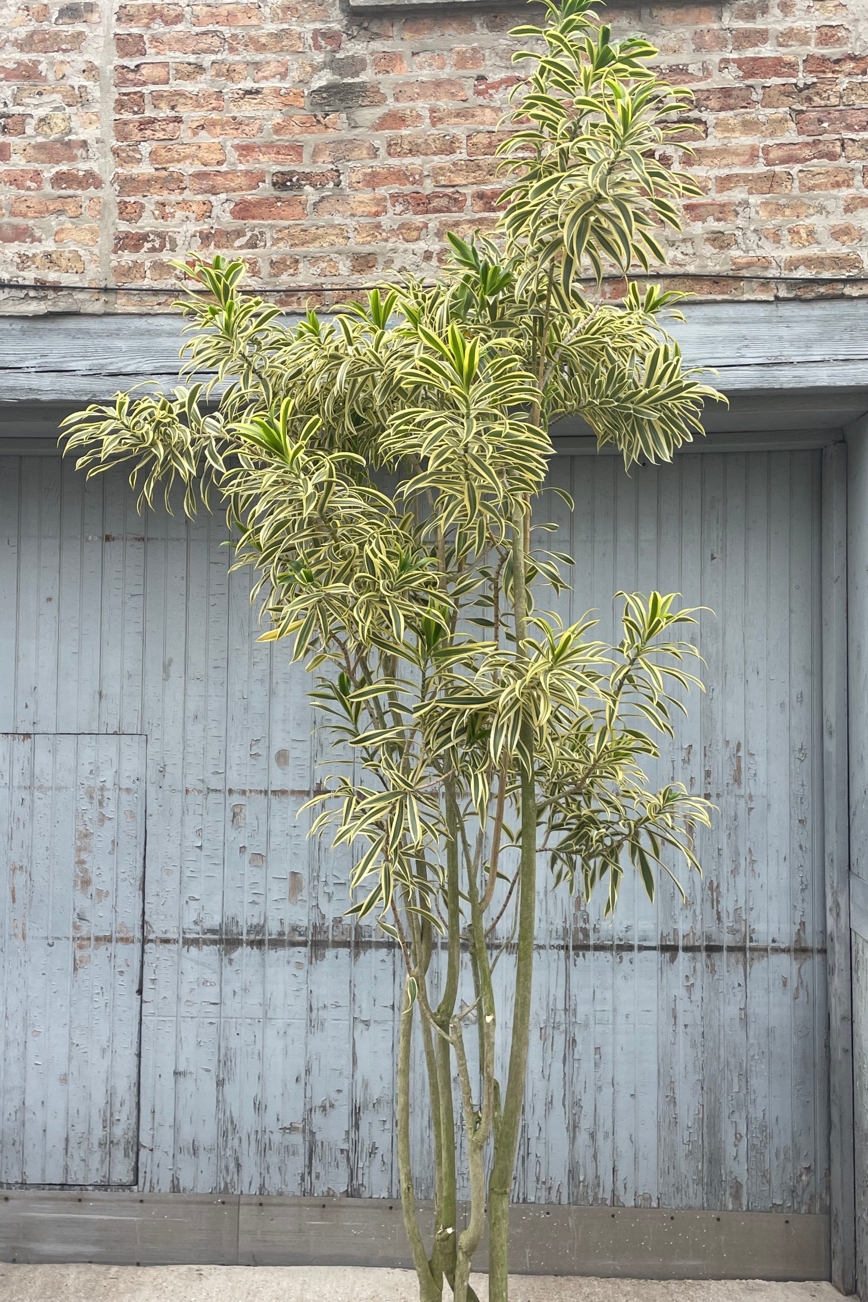 Photo of a yellow tree Dracaena Song of India in front of a wooden and brick wall ©Sprout Home