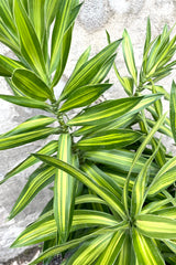 A detailed view of Dracaena reflexa "Song of Jamaica" 8" against concrete backdrop