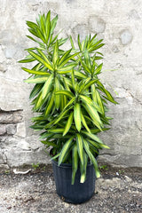 A full view of Dracaena reflexa "Song of Jamaica" 8" in gallon pot against concrete backdrop