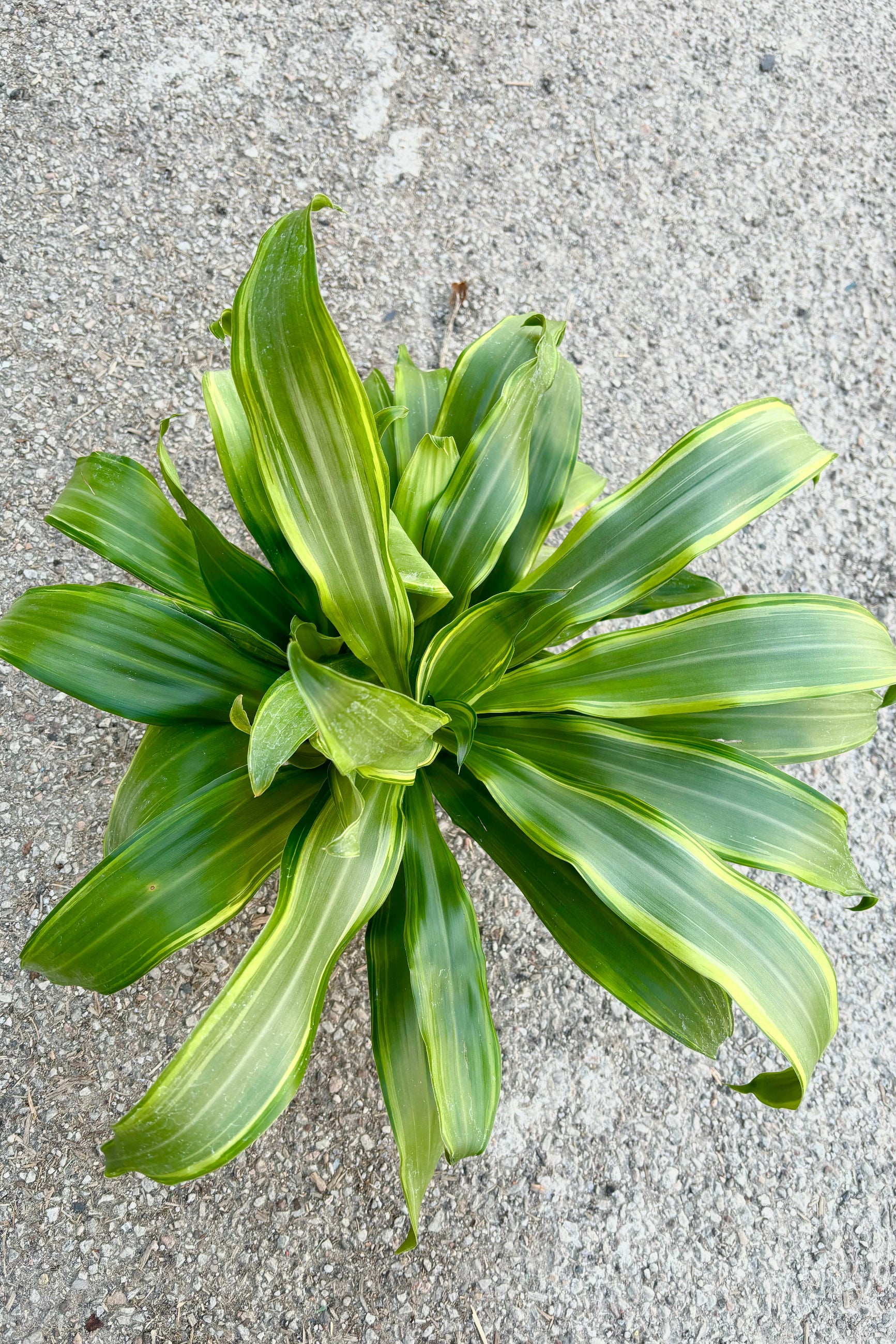 Dracaena fragrans 'Santa Rosa' plant featuring tufts of medium green strappy leaves with yellow striping throughout against grey background at Sprout Home. ©Sprout Home