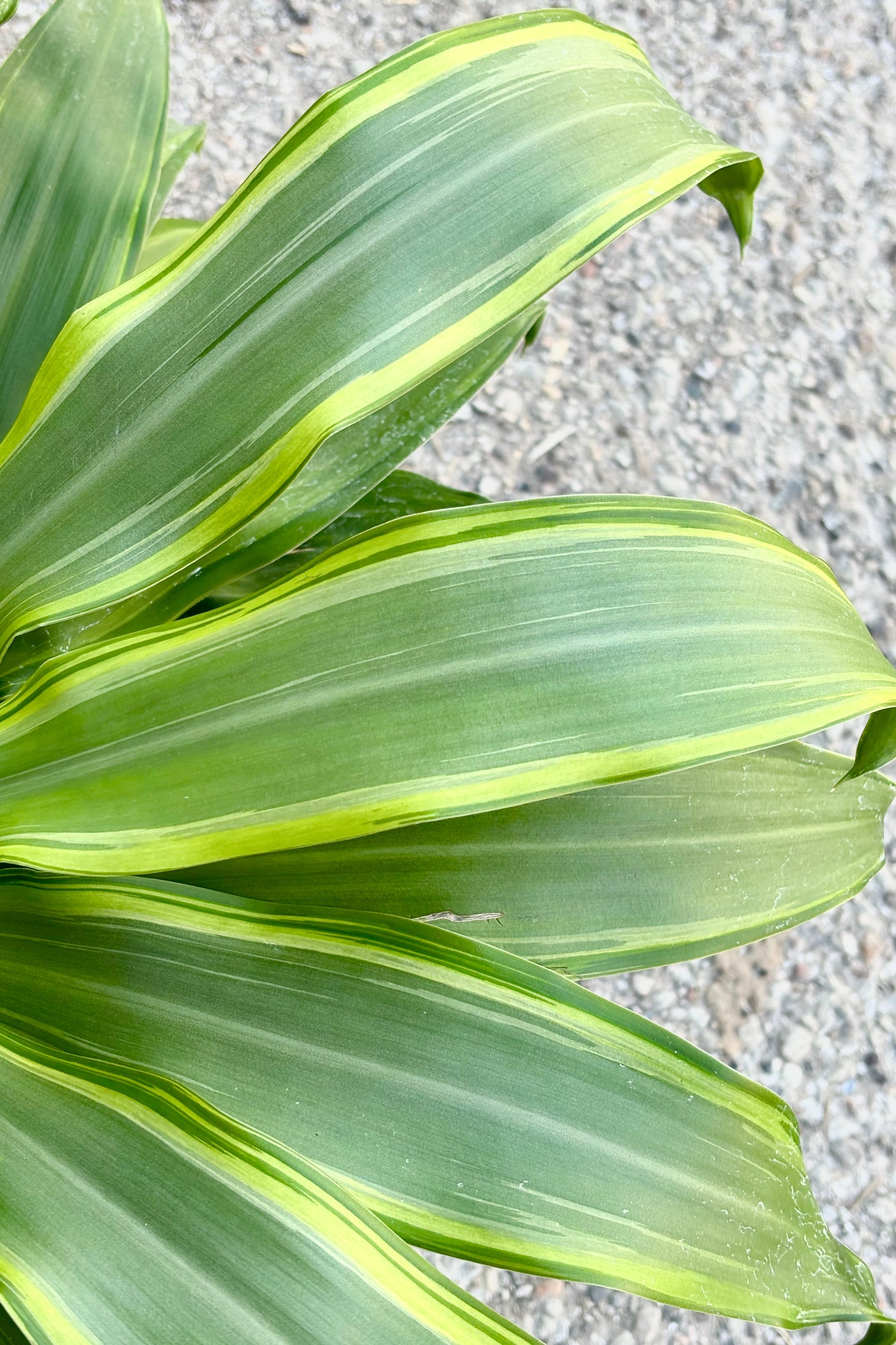 Close up of Dracaena fragrans 'Santa Rosa' plant featuring tufts of medium green strappy leaves with yellow striping throughout against grey background at Sprout Home. ©Sprout Ham