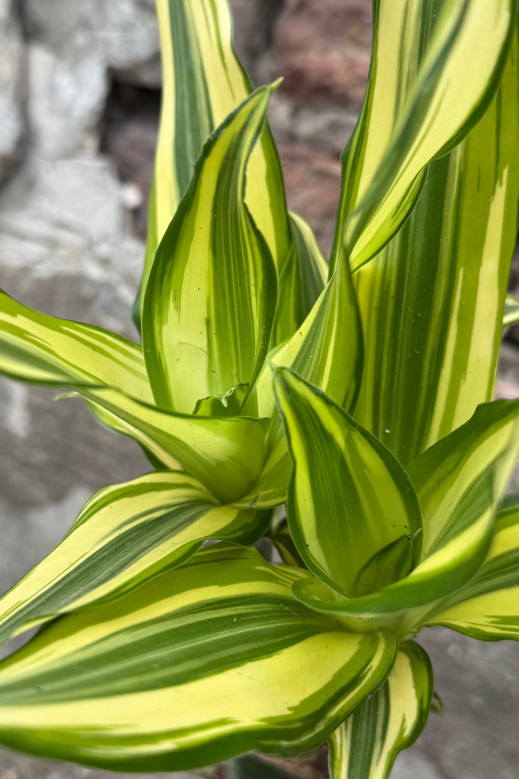Close-up of a Dracaena steudneri 'Sol' plant with green and yellow striped leaves. ©Sprout Home
