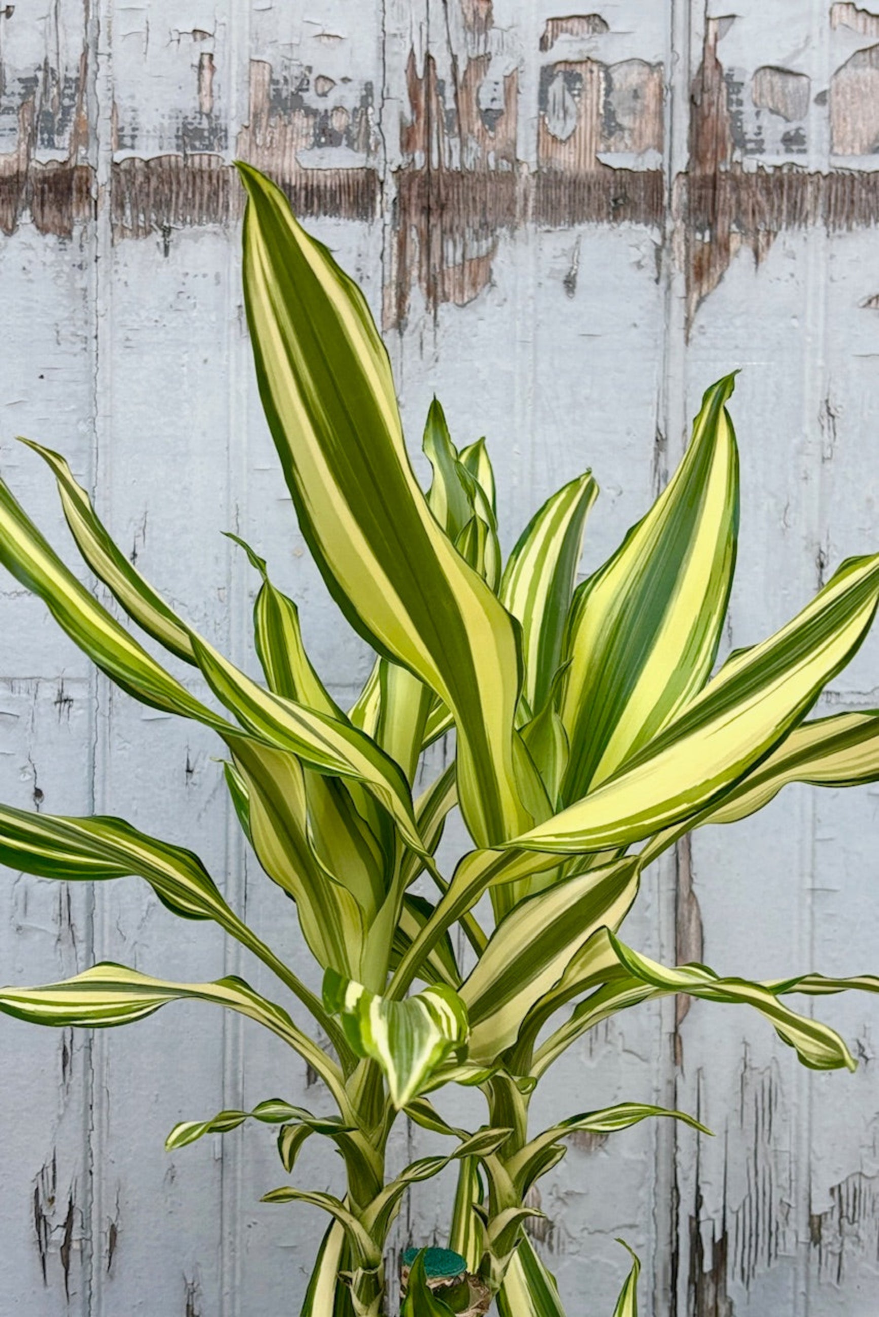 Detail of Dracaena Sol staggered cane with yellow and green leaves ©Sprout Home