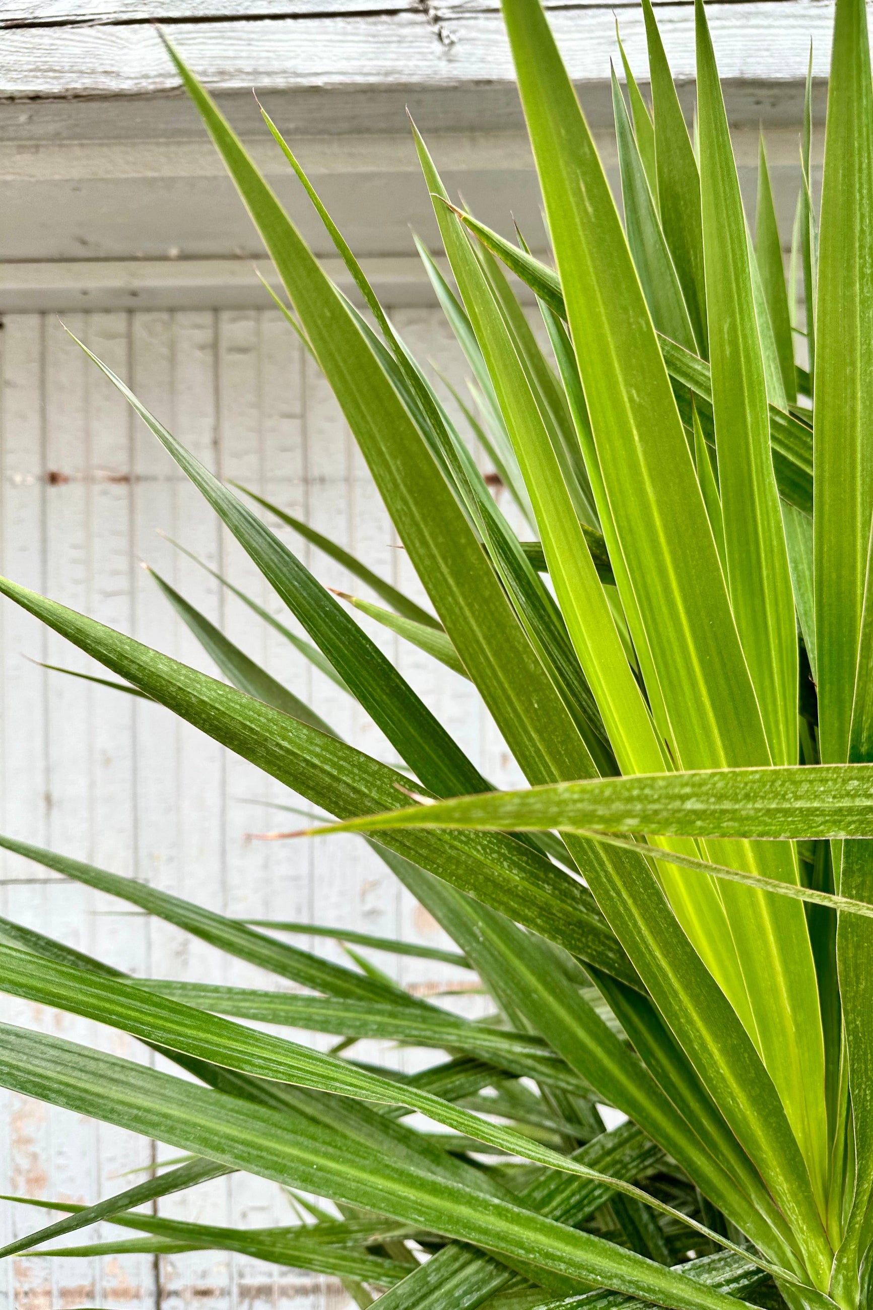 detail of Dracaena 'Tarzan' huge scrappy green leaves. ©Sprout Home