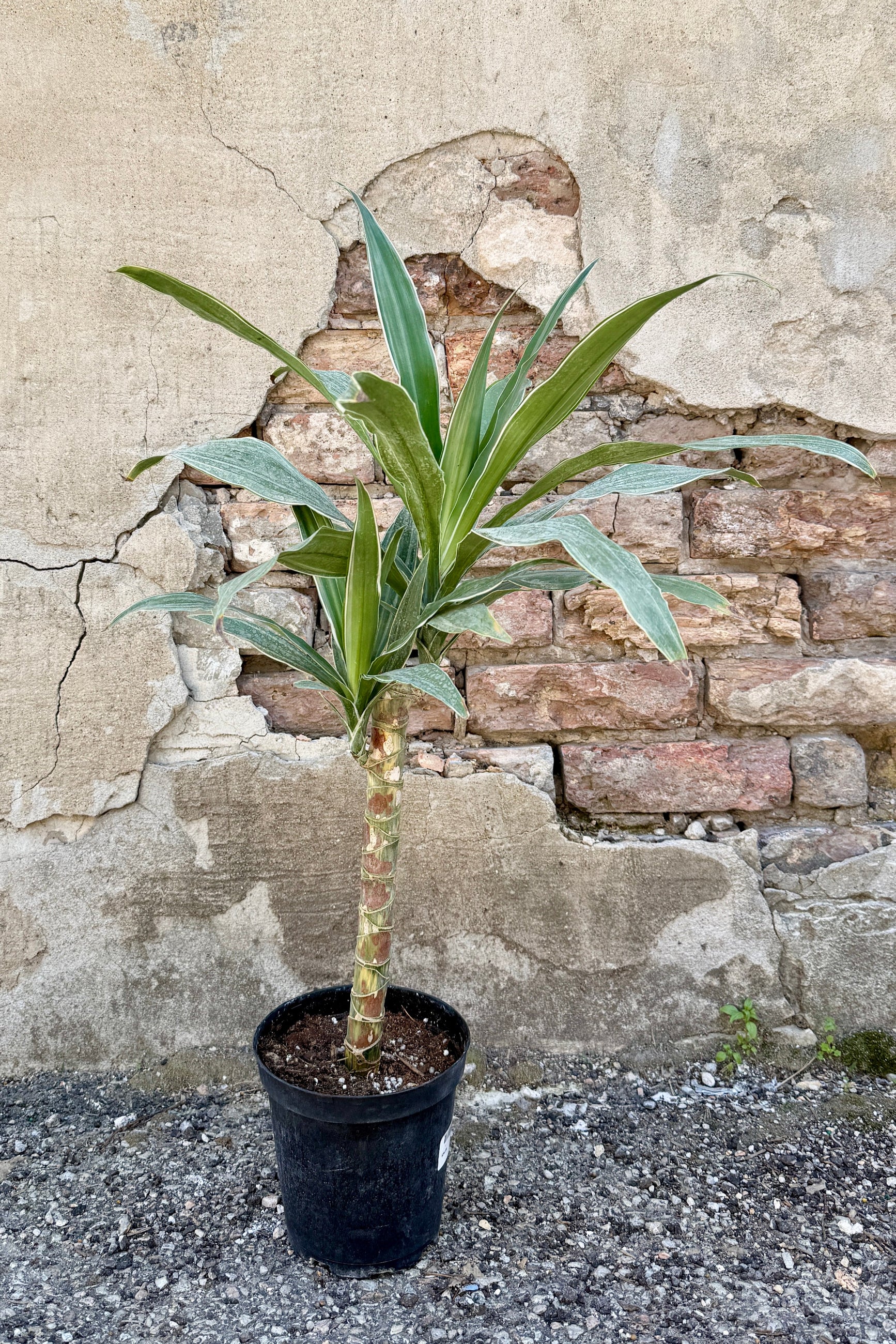 Potted Dracaena 'Warneckii' cane in a 6" in front of a stone wall ©Sprout Home