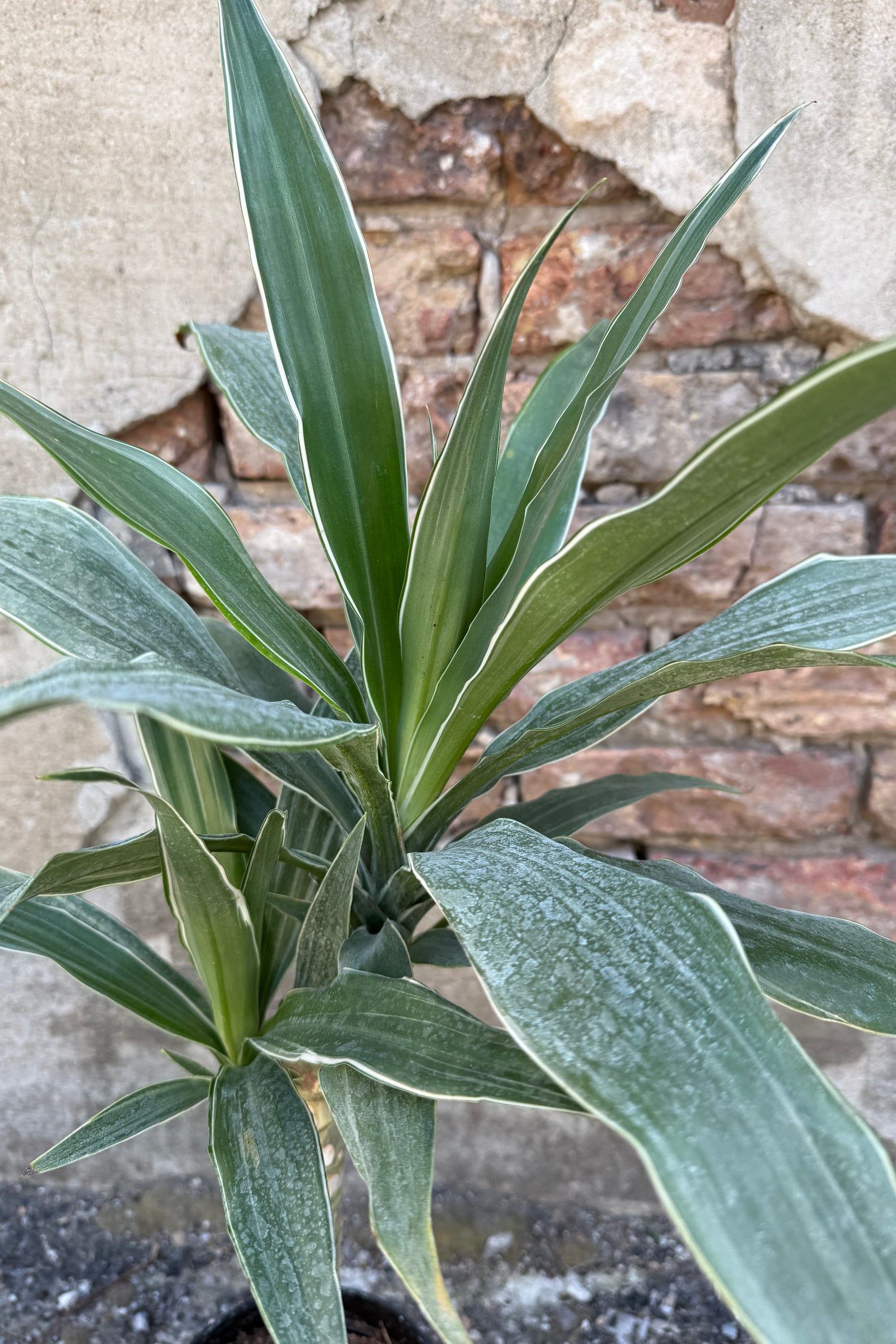 Dracaena 'Warneckii' cane with variegated leaves against a stone wall background ©Sprout Home