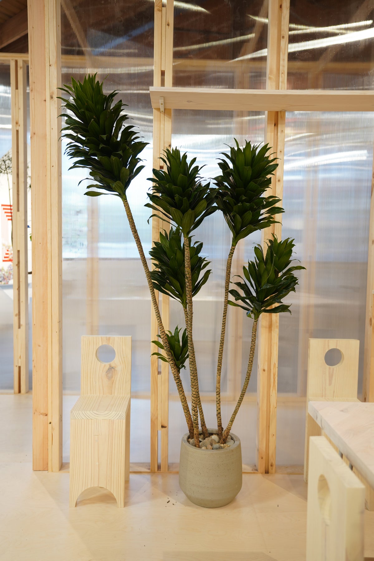 A compact Janet Craig Dracaena in a small beige pot ©Installation view of VERDE at Secrist Beach SATELLITE
