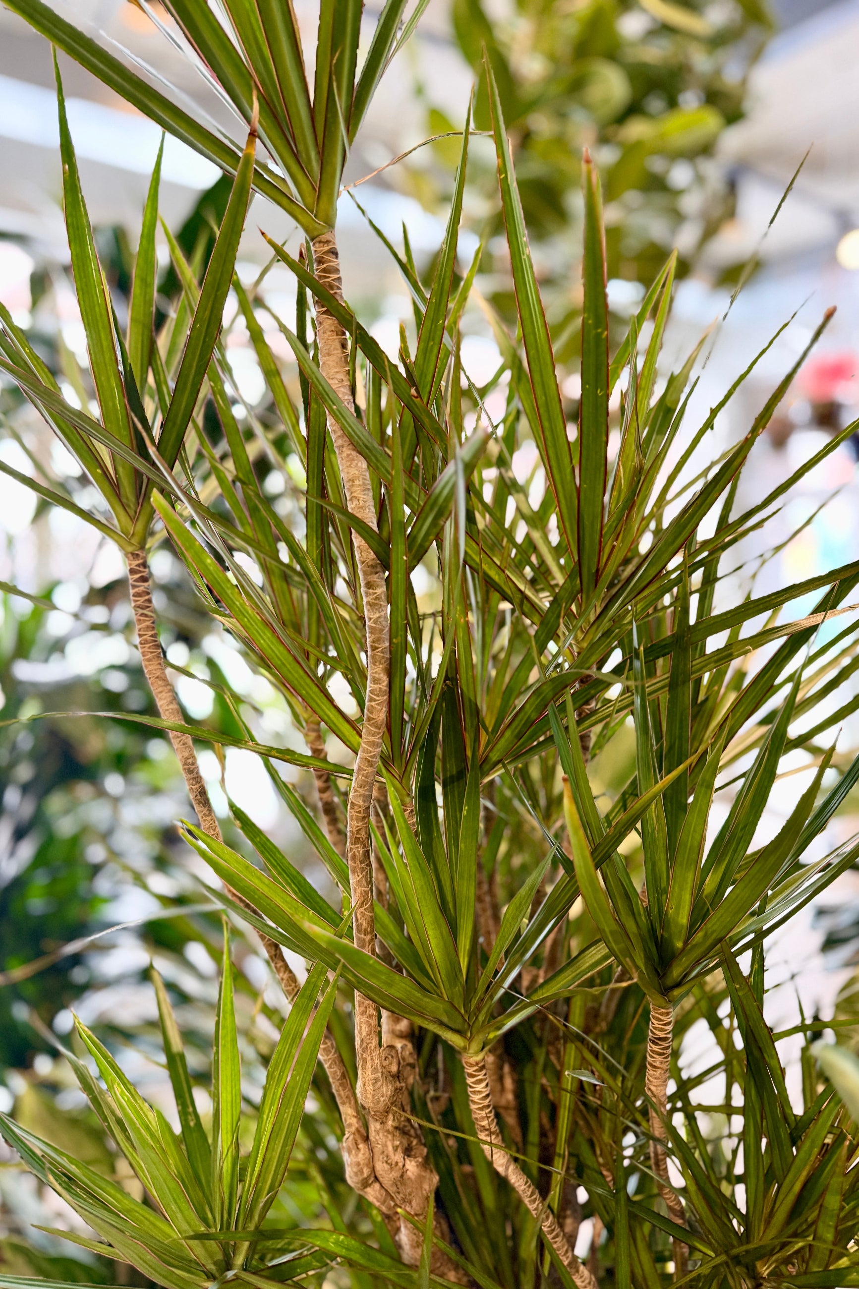 Close-up of a Dracaena marginata stump/character 14" potted plant with green leaves and a blurred background ©Sprout Home