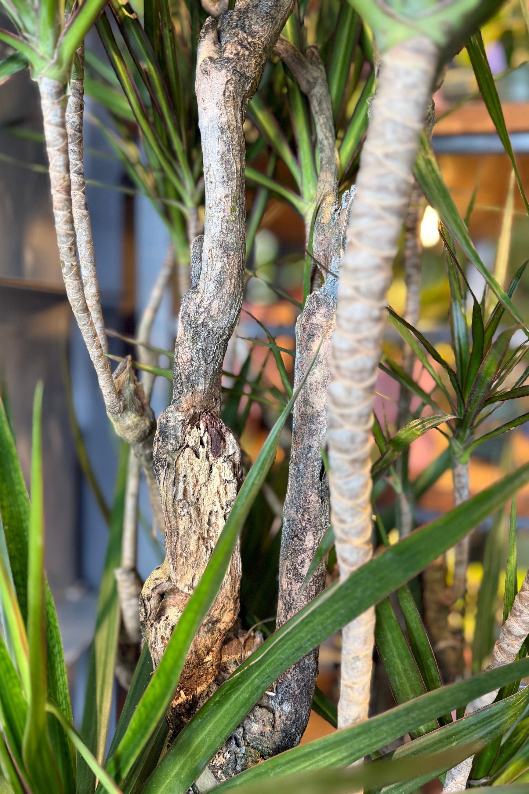 dracaena greek Dracaena marginata stump/character 14