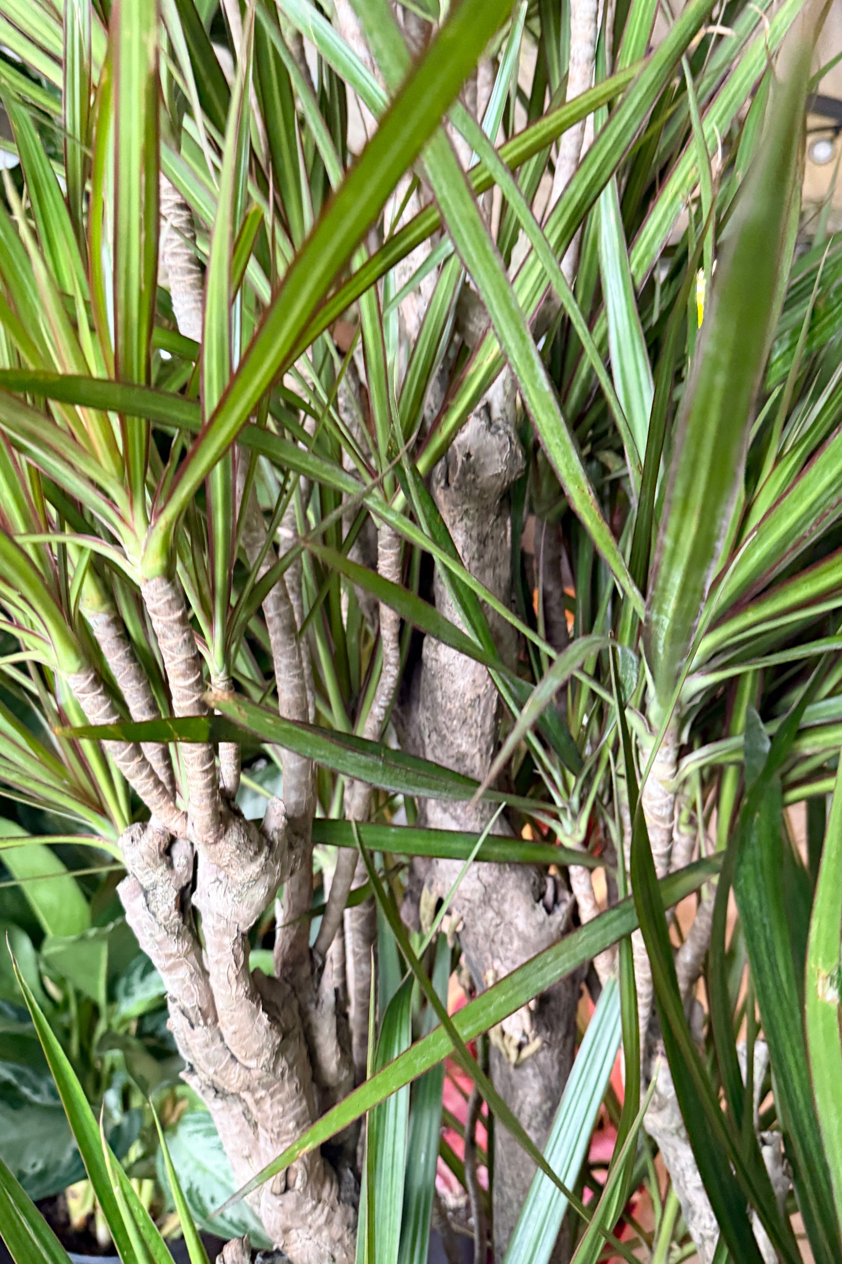 Close-up of a Dracaena marginata stump/character potted plant with thick green stems and roots. ©Sprout Home