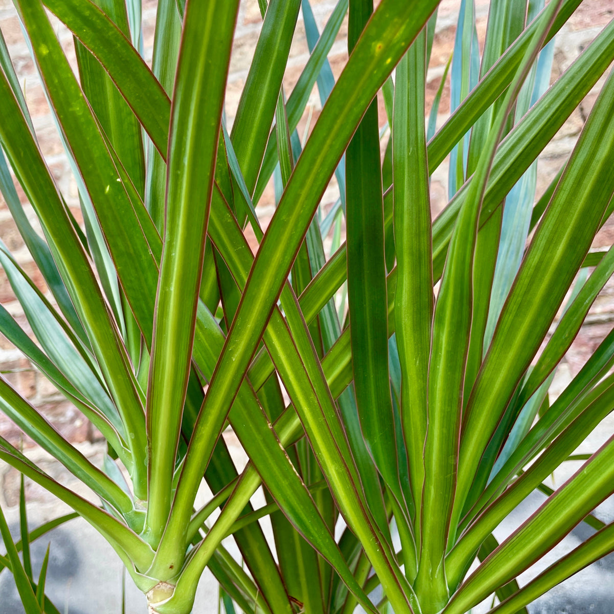 Dracaena marginata multi-cane #5 at SPROUT HOME
