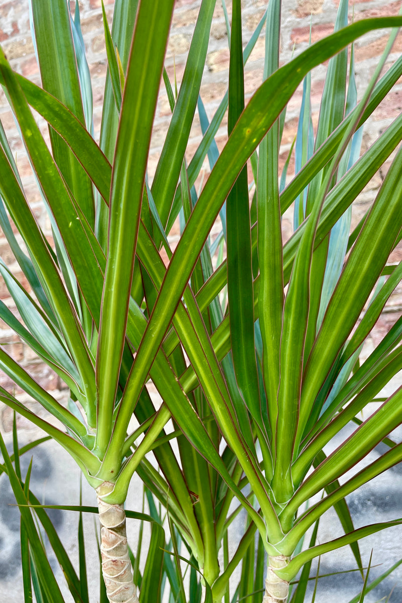 Close of the the strappy leaves of the Dracaena marginata