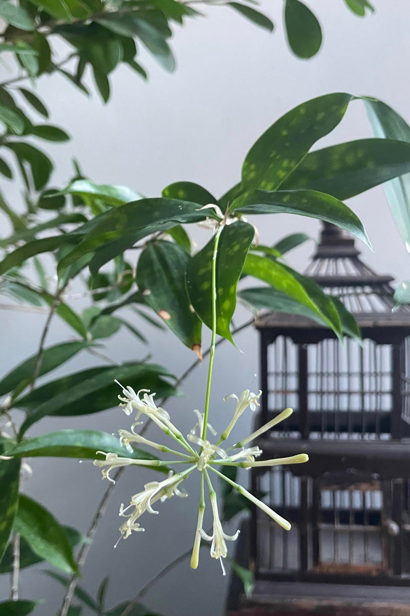 Photo of the flower of Dracaena surculosa in a home setting.