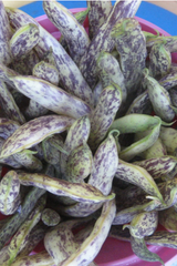 a group of picked dragon bean tongue beans by Hudson Valley Seed Company