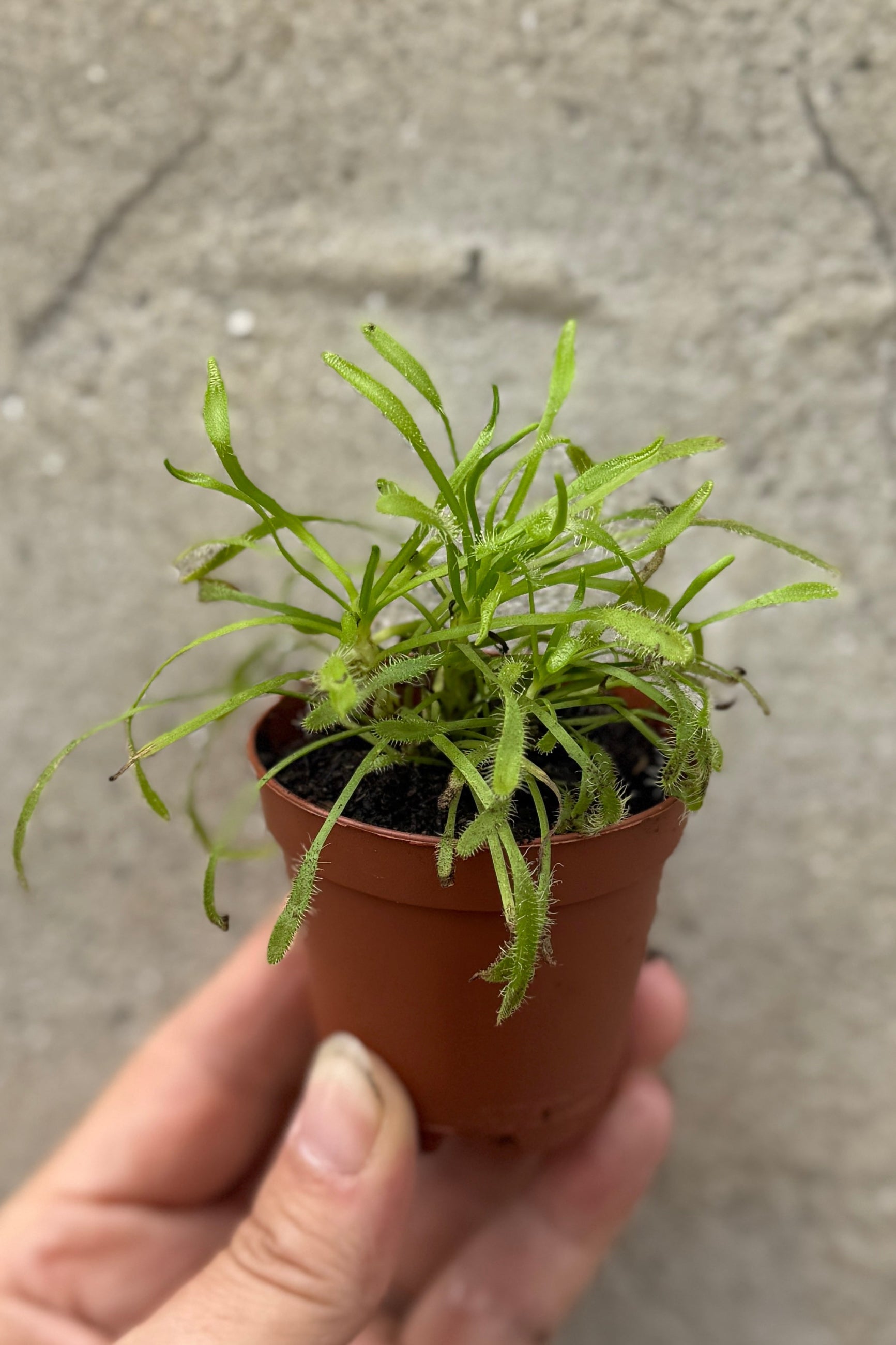 Drosera up close showing its sticky arms in a 2" growers pot ©Sprout Home