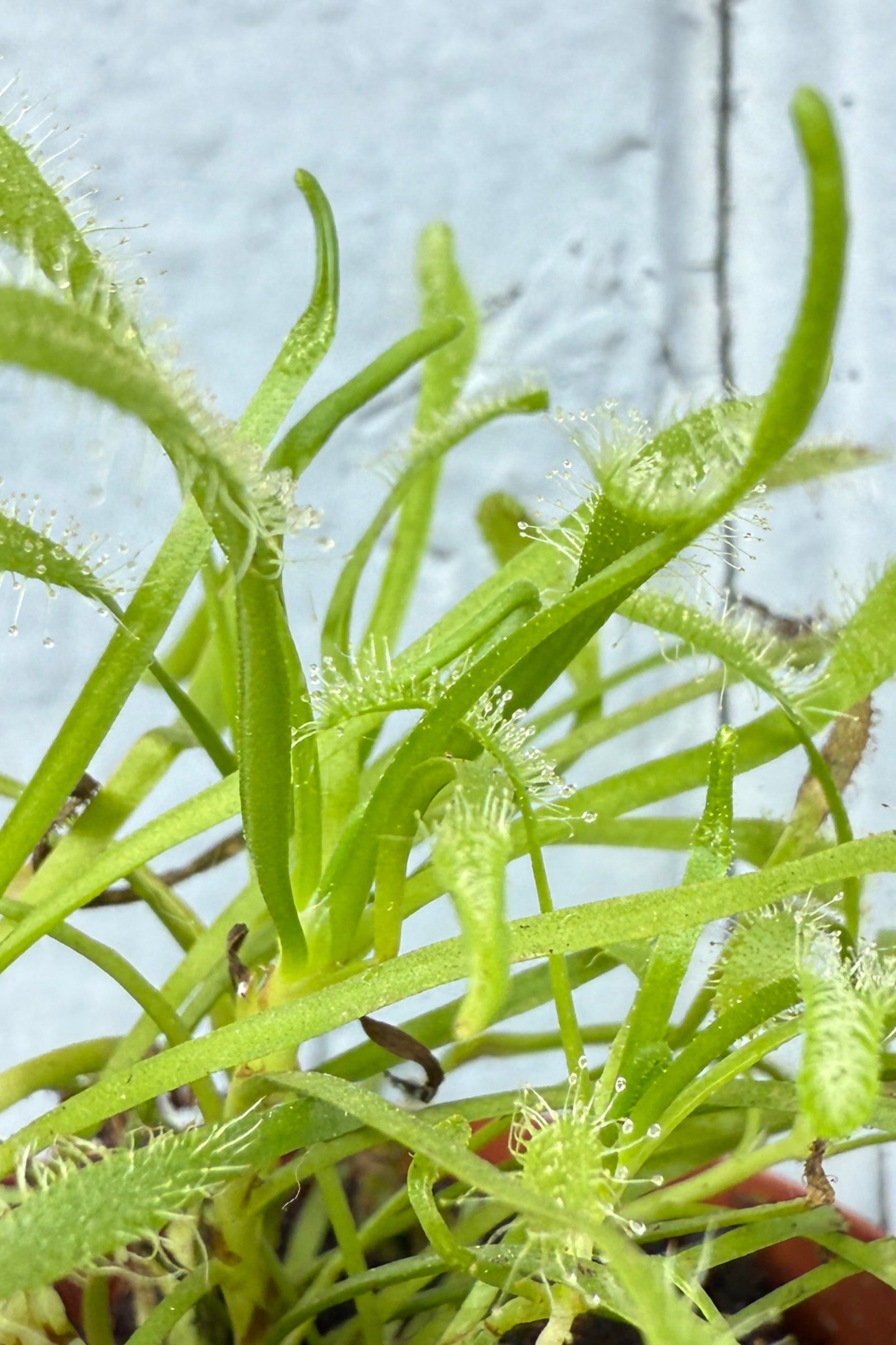 Drosera up close showing its sticky arms ©Sprout Home