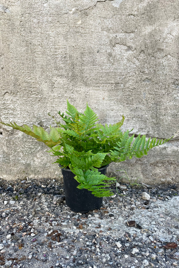 Photo of Dryopteris "Autumn Fern" houseplant in a black pot against a cement wall.