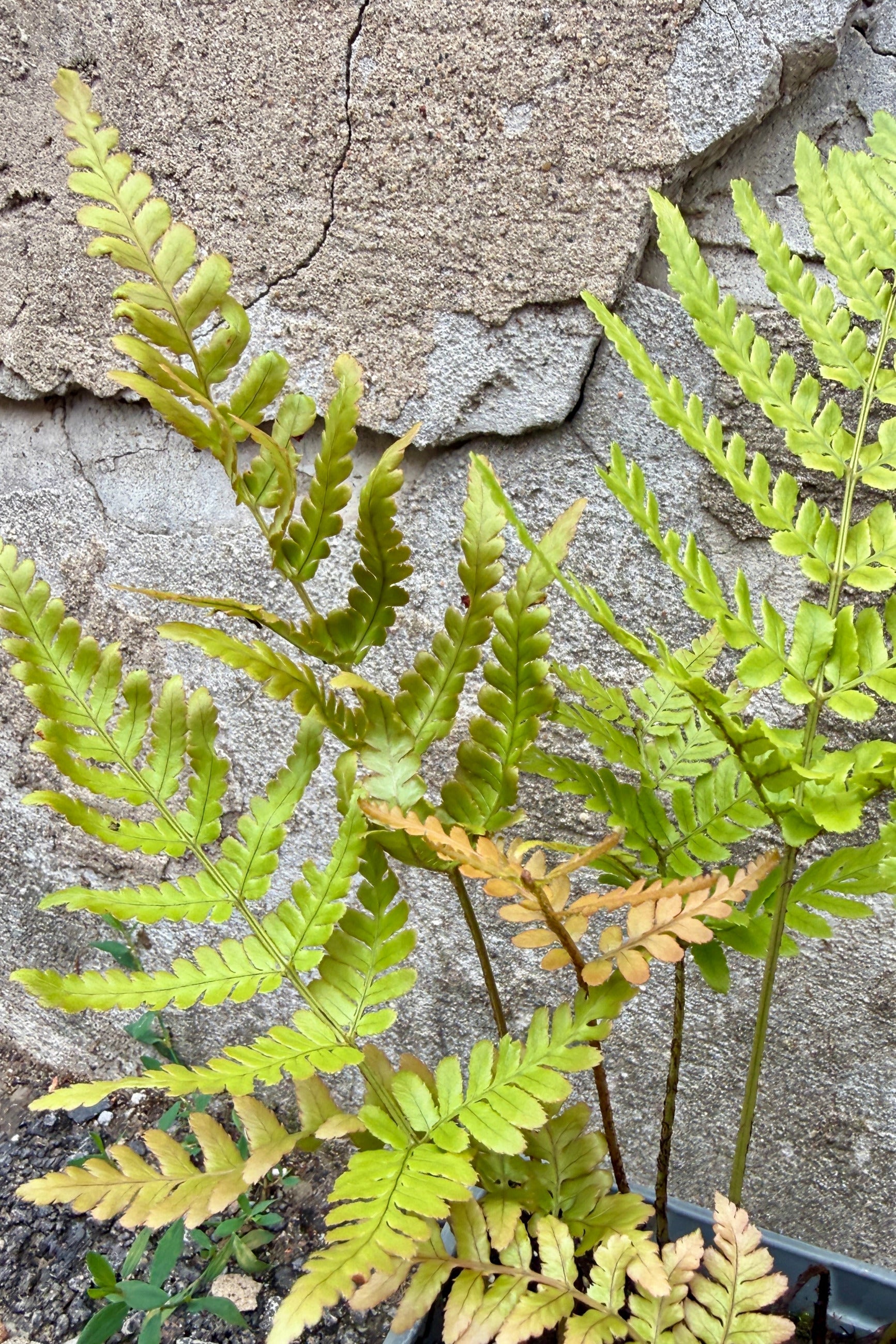 Dryopteris e. 'Brilliance' leaves up close the beginning of July against concrete ©Sprout Home