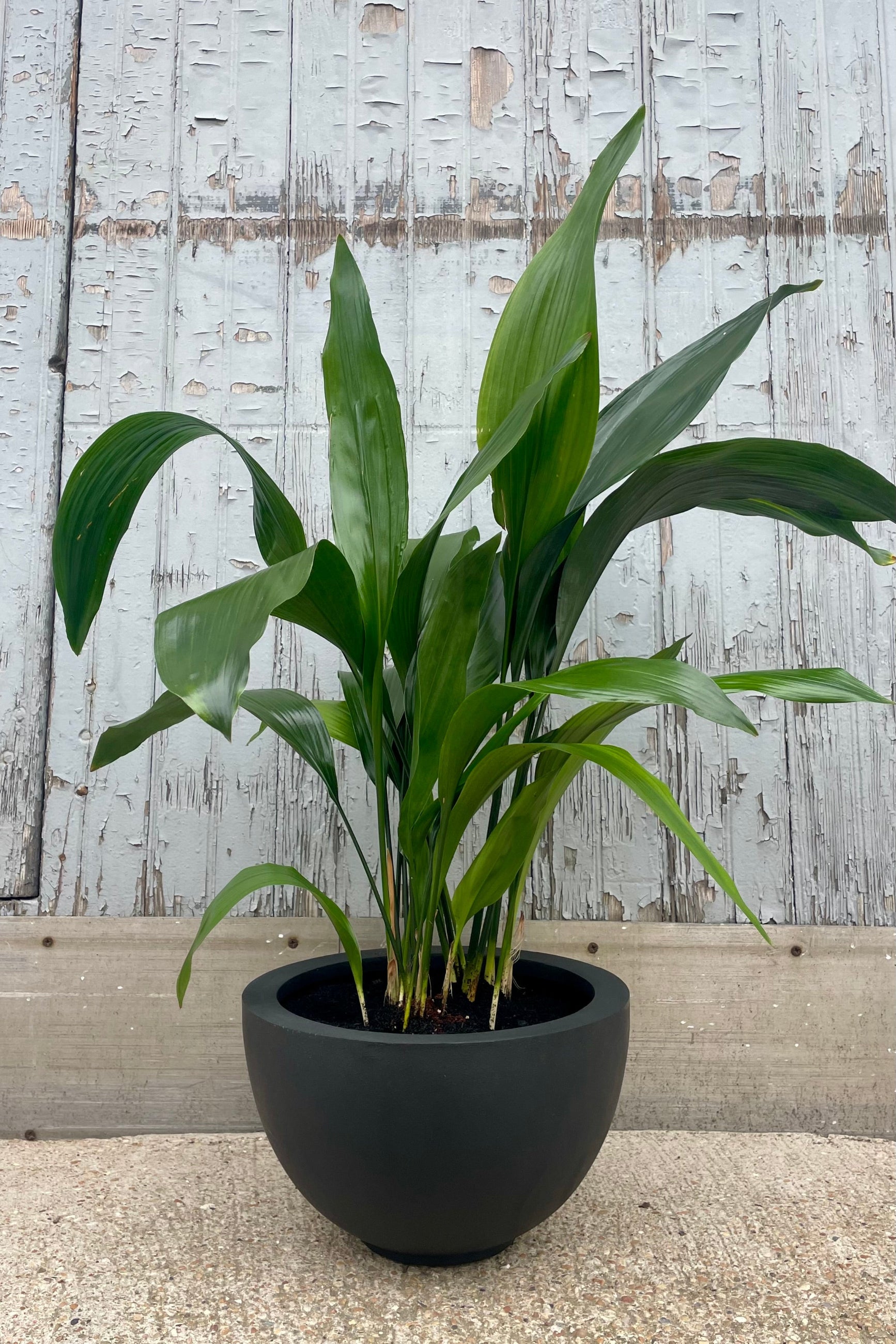 A bowl shaped black planter with a green Aspidistra Cast Iron Plant in front of a wooden wall ©Sprout Home