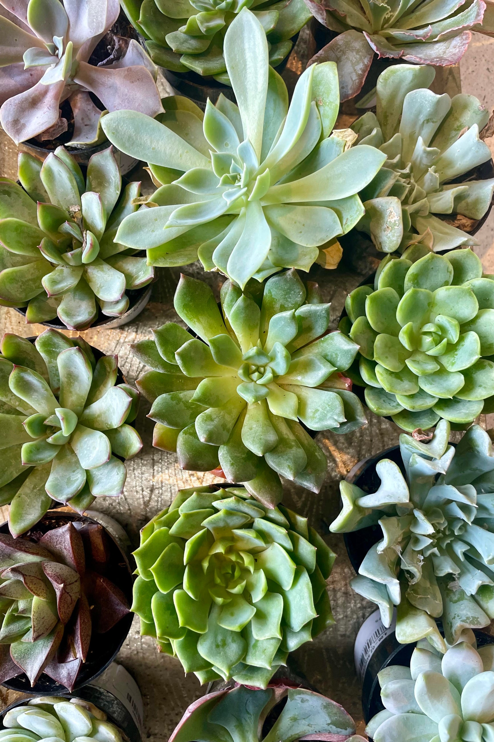 Photo of a group of Echeveria succulent plants from above ©Sprout Home