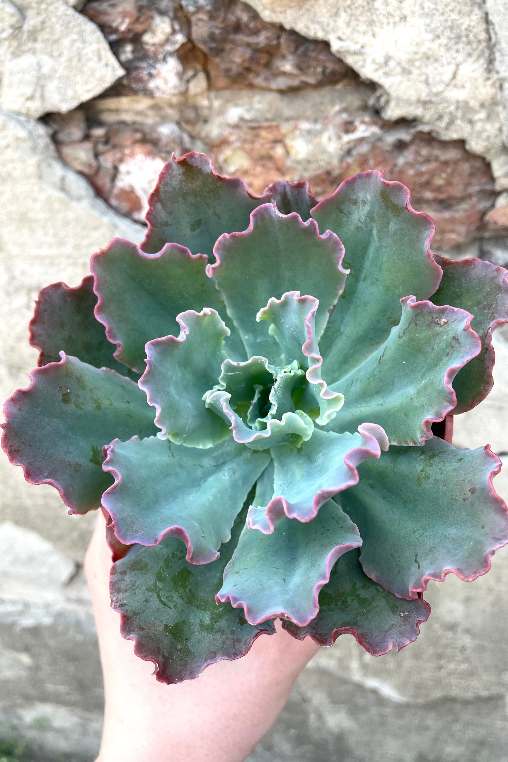 A hand holds a variation of Echeveria 4" against concrete backdrop ©Sprout Home