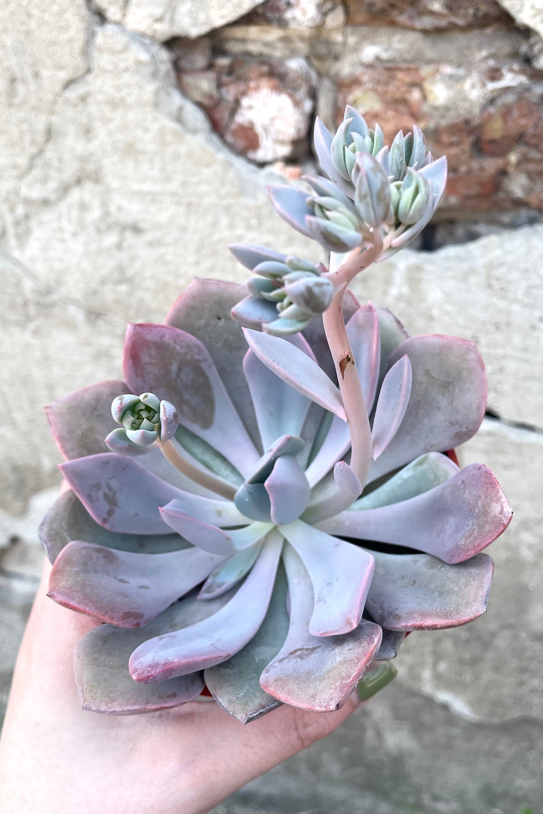 A hand holds a variation of Echeveria 4" against concrete backdrop ©Sprout Home