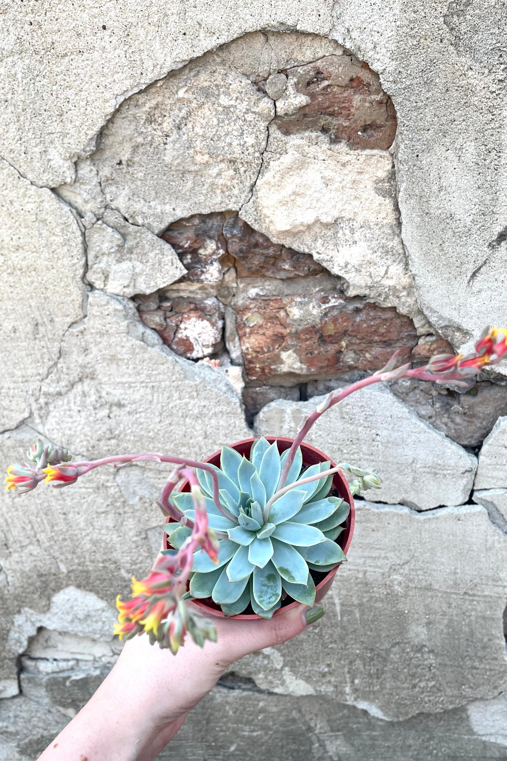 A hand holds a variation of Echeveria 4" against concrete backdrop ©Sprout Home