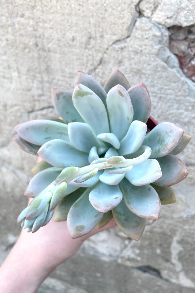 A hand holds a variation of Echeveria 4" against concrete backdrop ©Sprout Home
