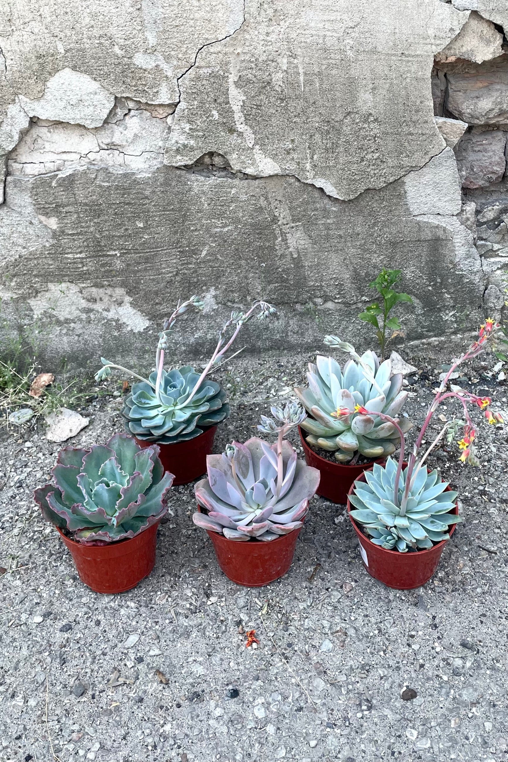 A full view of the variations of Echeveria 4" in grow pots against concrete backdrop ©Sprout Home