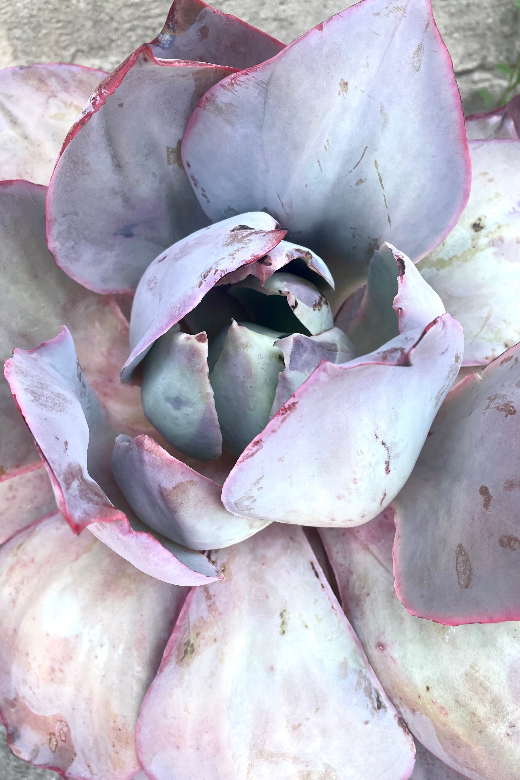 A detailed view of one variation of Echeveria #5 against concrete backdrop ©Sprout Home