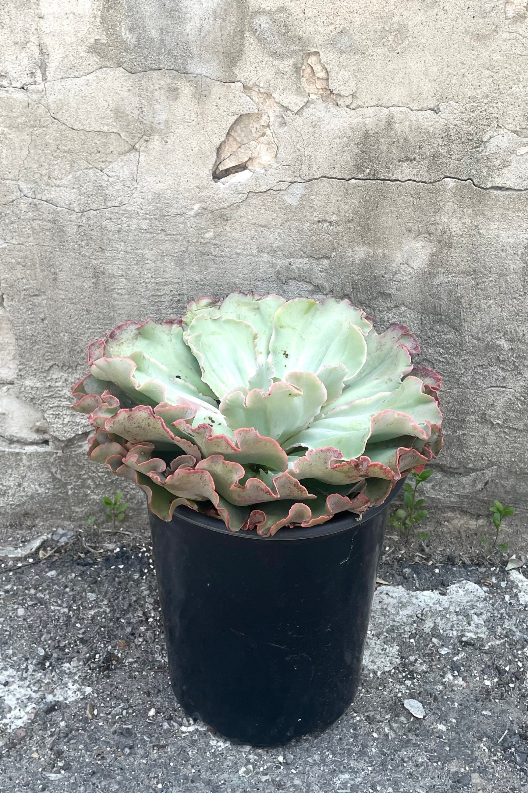 A variation of Echeveria #5 in gallon pot against concrete backdrop ©Sprout Home