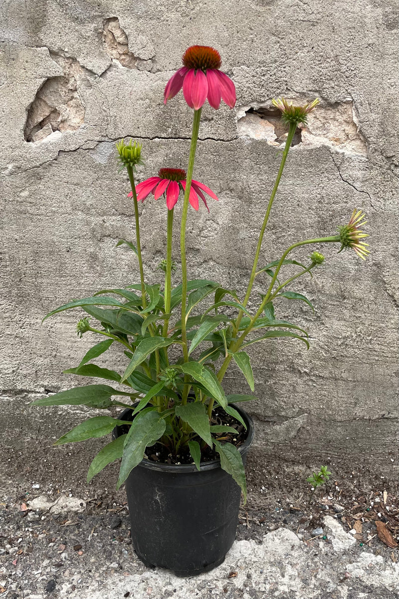 Echinacea 'Cheyenne Spirit' in a #1 growers pot with fuchsia flower heads and buds the end of June sitting in front of a concrete wall. 