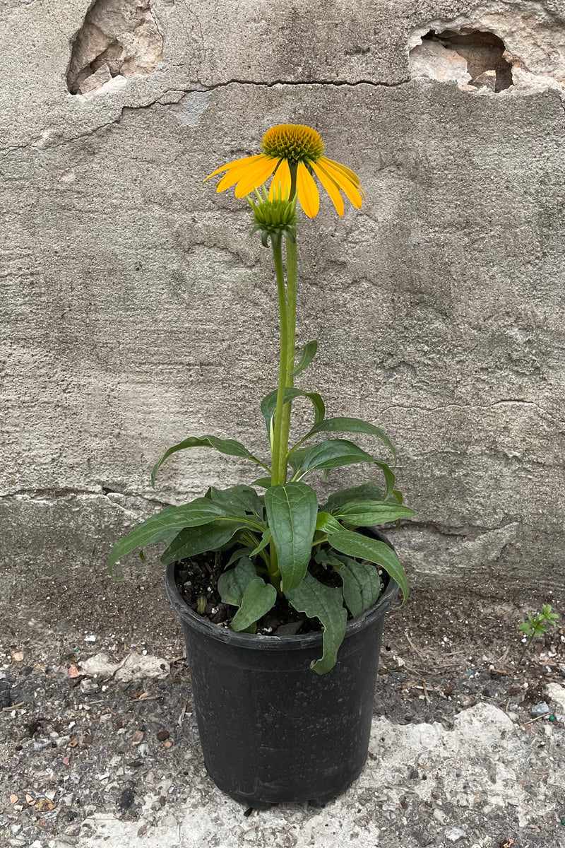 Echinacea 'Cheyenne Spirit' in a #1 growers pot with a yellow flower bloom and bud the end of June.