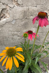 Echinacea 'Cheyenne Spirit' in bloom the end of June with yellow and fuchsia flower heads.