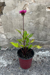 Image of Echinacea hybrid 'Fatal Attraction' in #1 growers pot, in mid-summer, early August. Featuring a straight and tall, deep purple-pink flower on a dark red stem