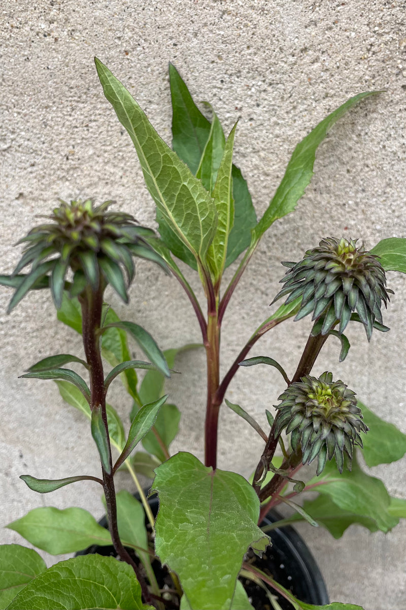 Echinacea 'Fatal Attraction' the end of May just starting to develop its flowers. 