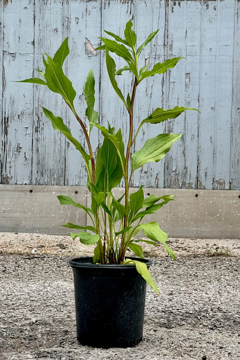 Echinacea 'Hot Papaya' in a #1 growers pot about to bloom the beginning of June