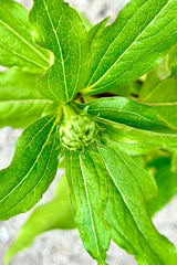 The bud, about to open, of the Echinacea 'Hot Papaya' perennial at Sprout Home the beginning of June