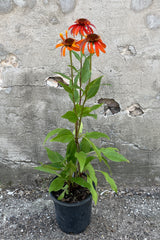 Echinacea 'Hot Papaya' mid June in full bloom potted in a #1 growers pot. 