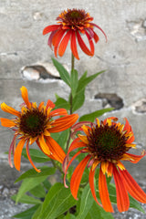 up close picture of the orange blooms of 'Hot Papaya' coneflower mid June at Sprout Home. 