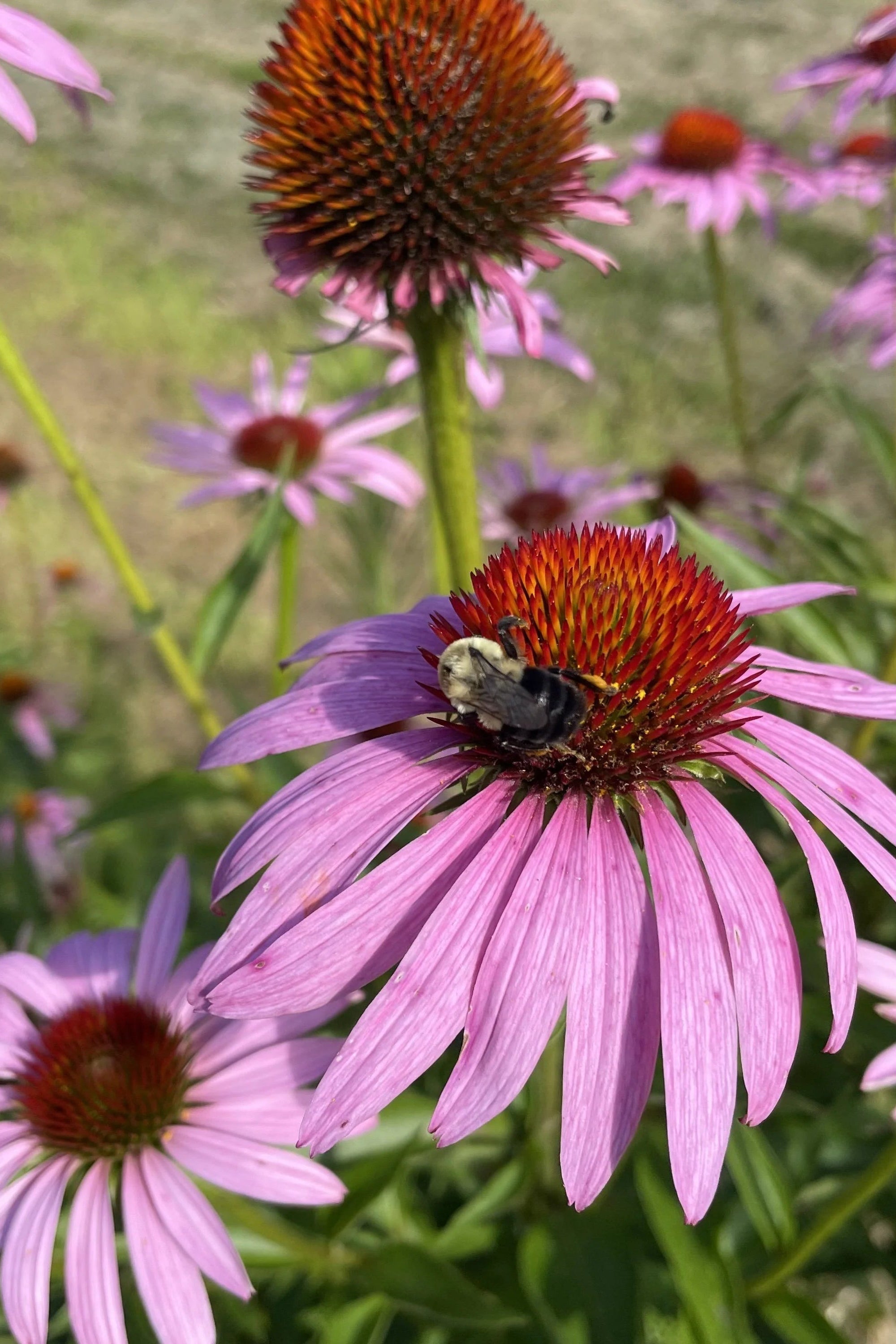 Pink flowers Echinacea with a bee on one of them, set against a natural background.  ©Hudson Valley Seed Co.